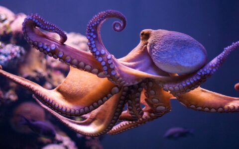 32条腿章鱼被发现，日本曾发现85条腿和96条腿的章鱼
