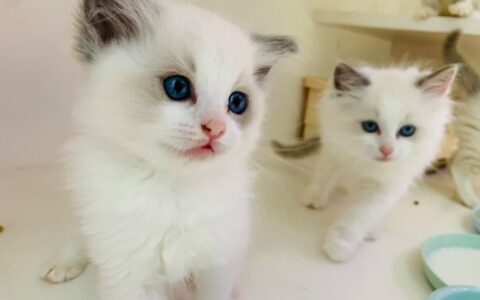 布偶猫价格多少钱一只，布偶猫图片