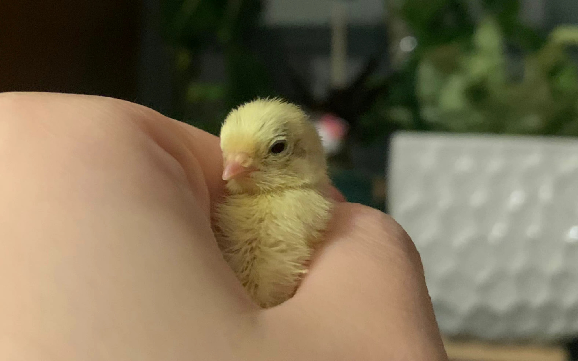世界最小的鸡图片