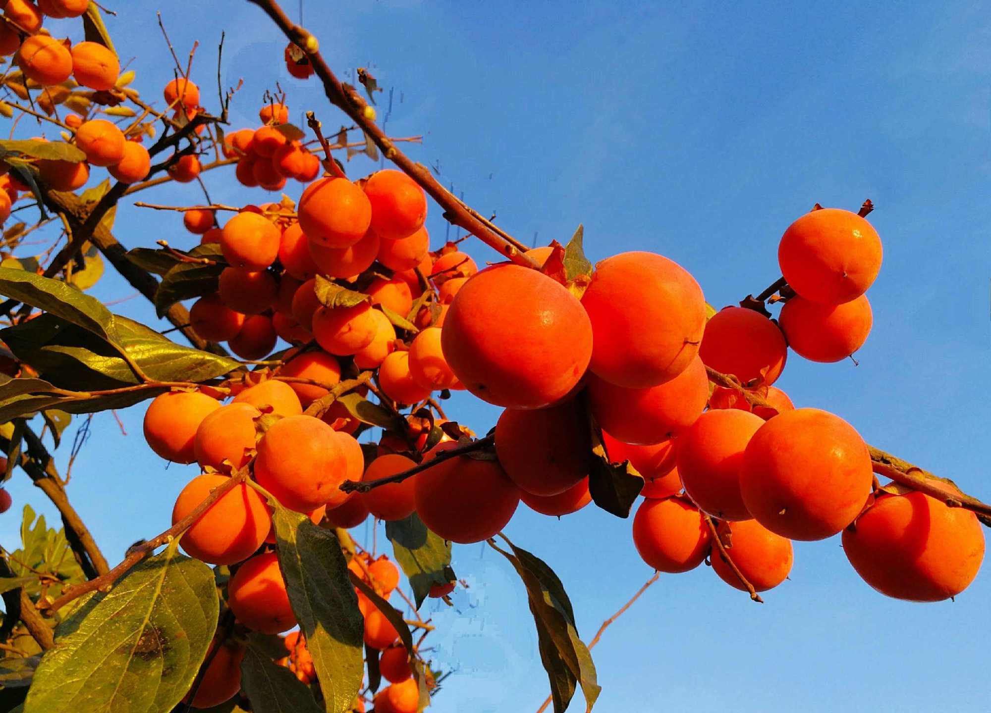 柿子催熟的4种方法，想吃熟柿子真的很简单