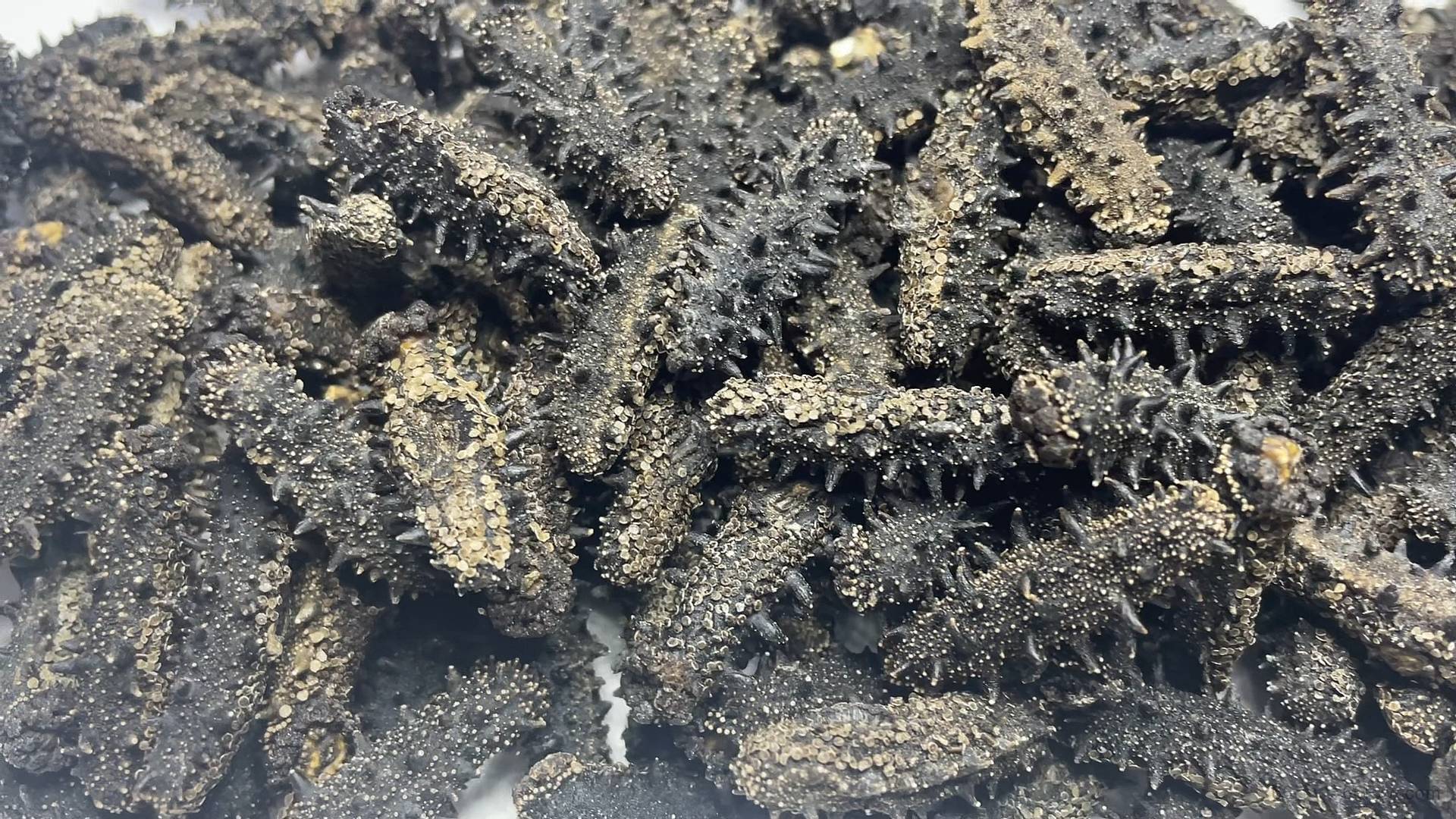 海参的挑选怎么挑，好的海参如何辨别