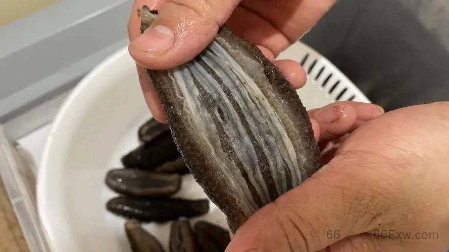 海参的挑选怎么挑，好的海参如何辨别