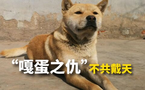 公狗大黄为报“嘎蛋之仇”追着兽医骂了三年