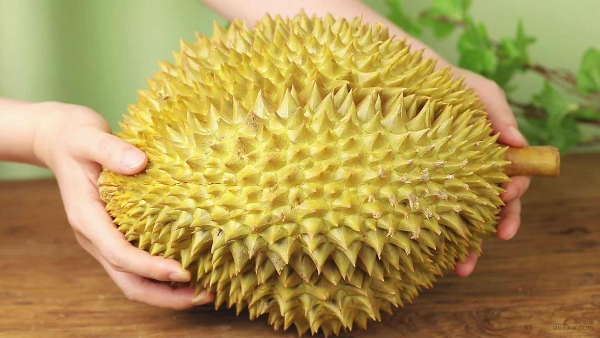 什么品种的榴莲好吃，榴莲的功效与作用