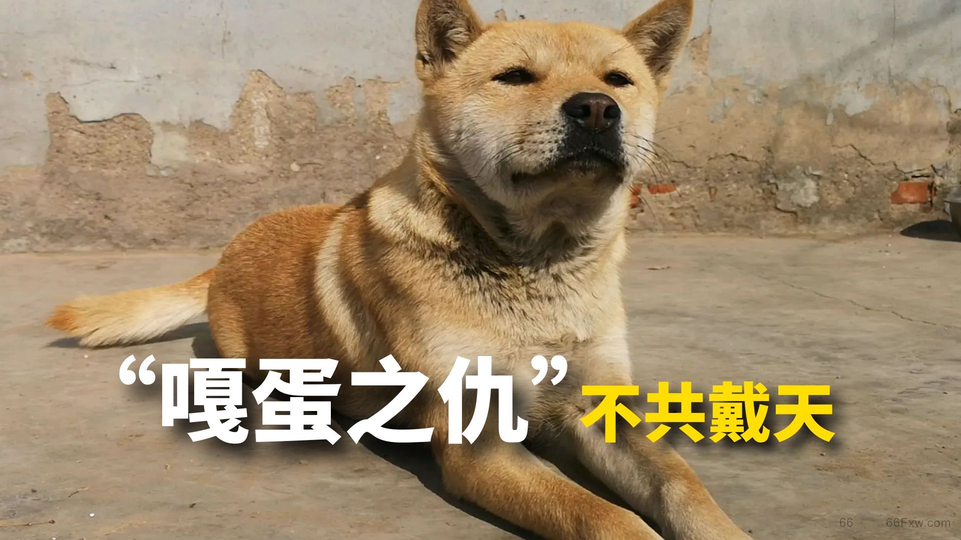 公狗大黄为报“嘎蛋之仇”追着兽医骂了三年