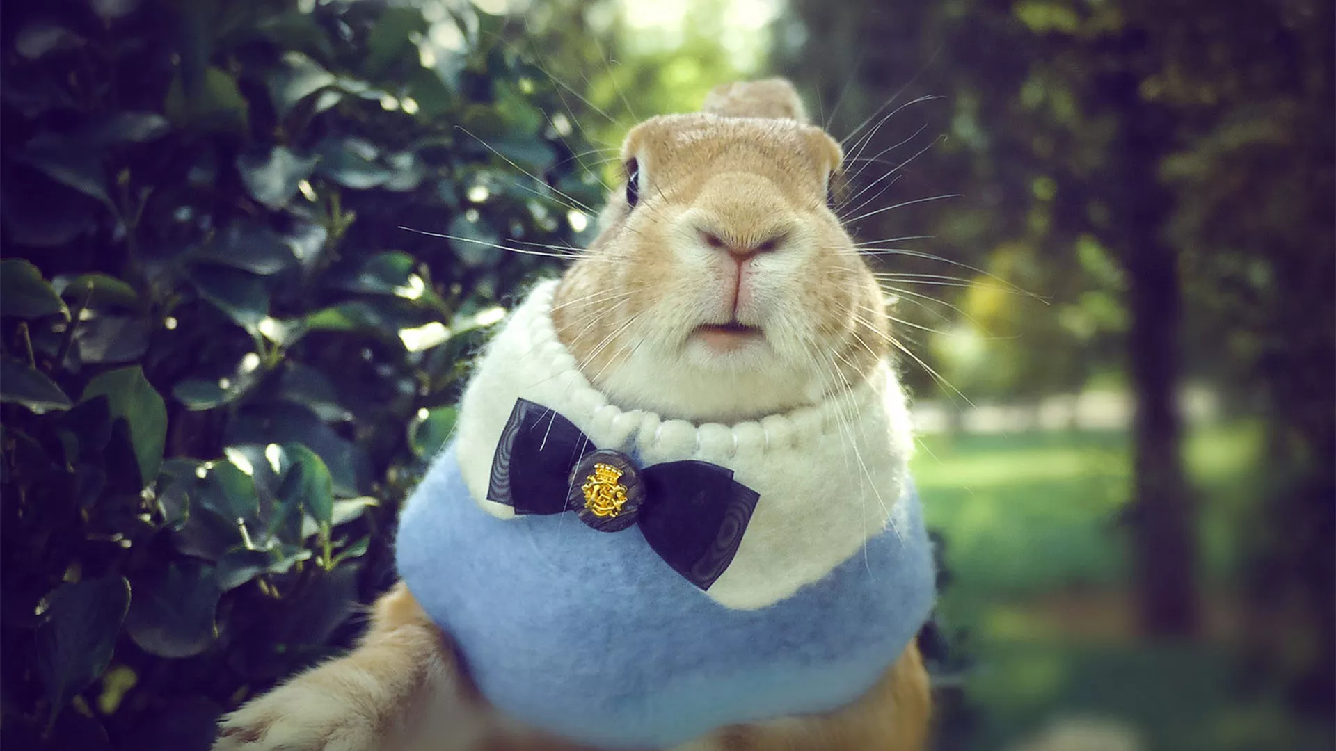 属兔的今年多大，2023年属兔年龄查询