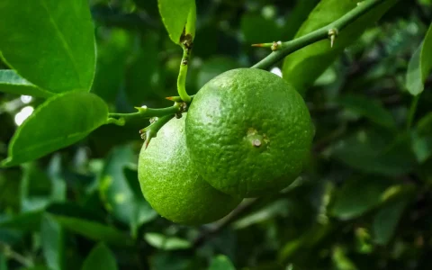 青柠影视资源在线，青柠视频免费观看高清视频