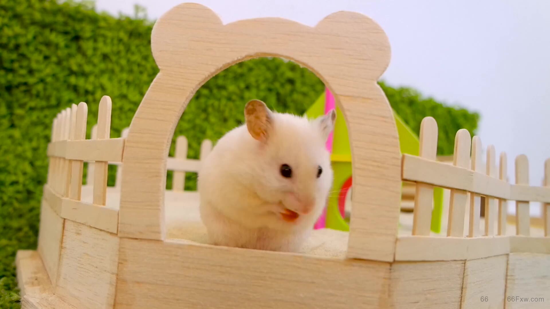 仓鼠的寿命有多长？仓鼠快死的七种表现