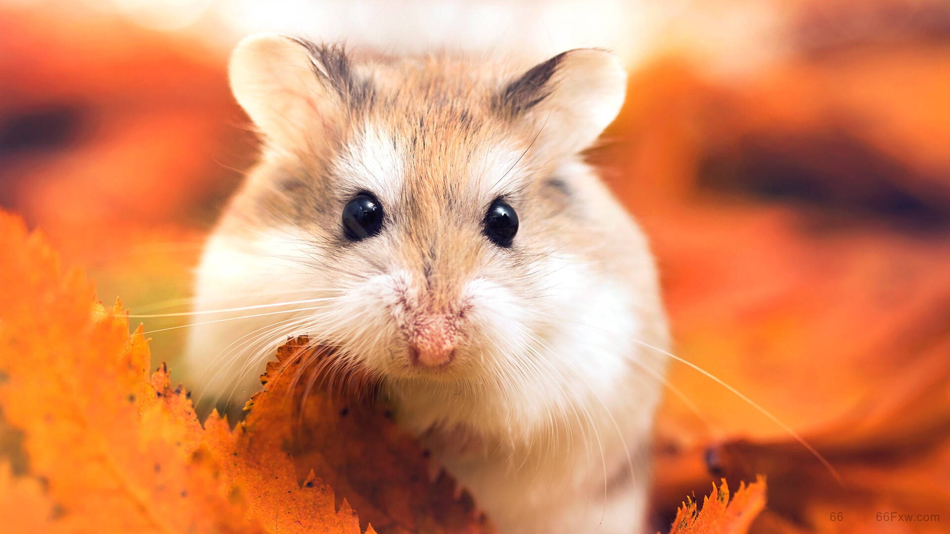 仓鼠的寿命有多长？仓鼠快死的七种表现