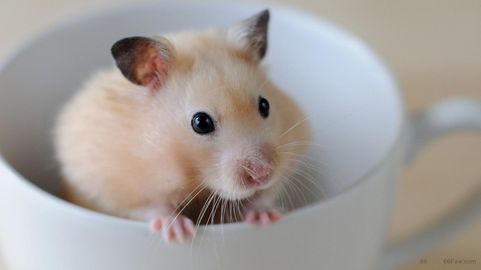 仓鼠的寿命有多长？仓鼠快死的七种表现