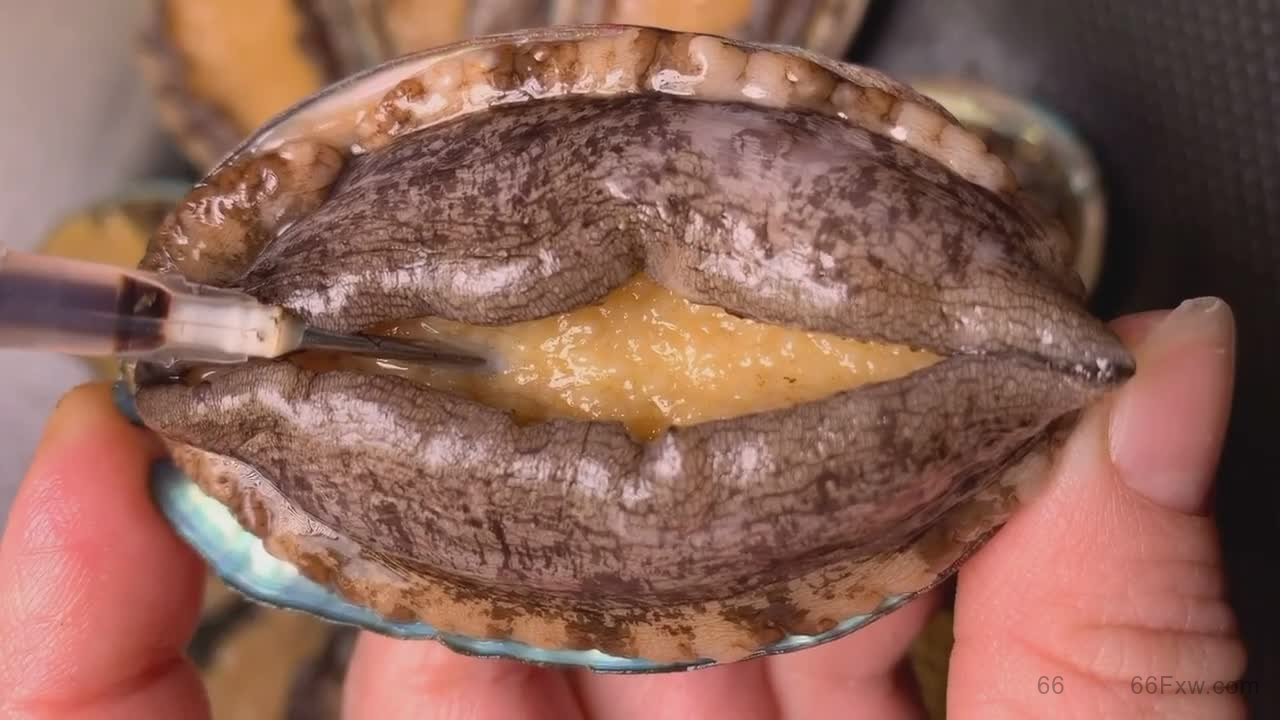 鲍鱼太小进不去，而且为什么一进去就想……