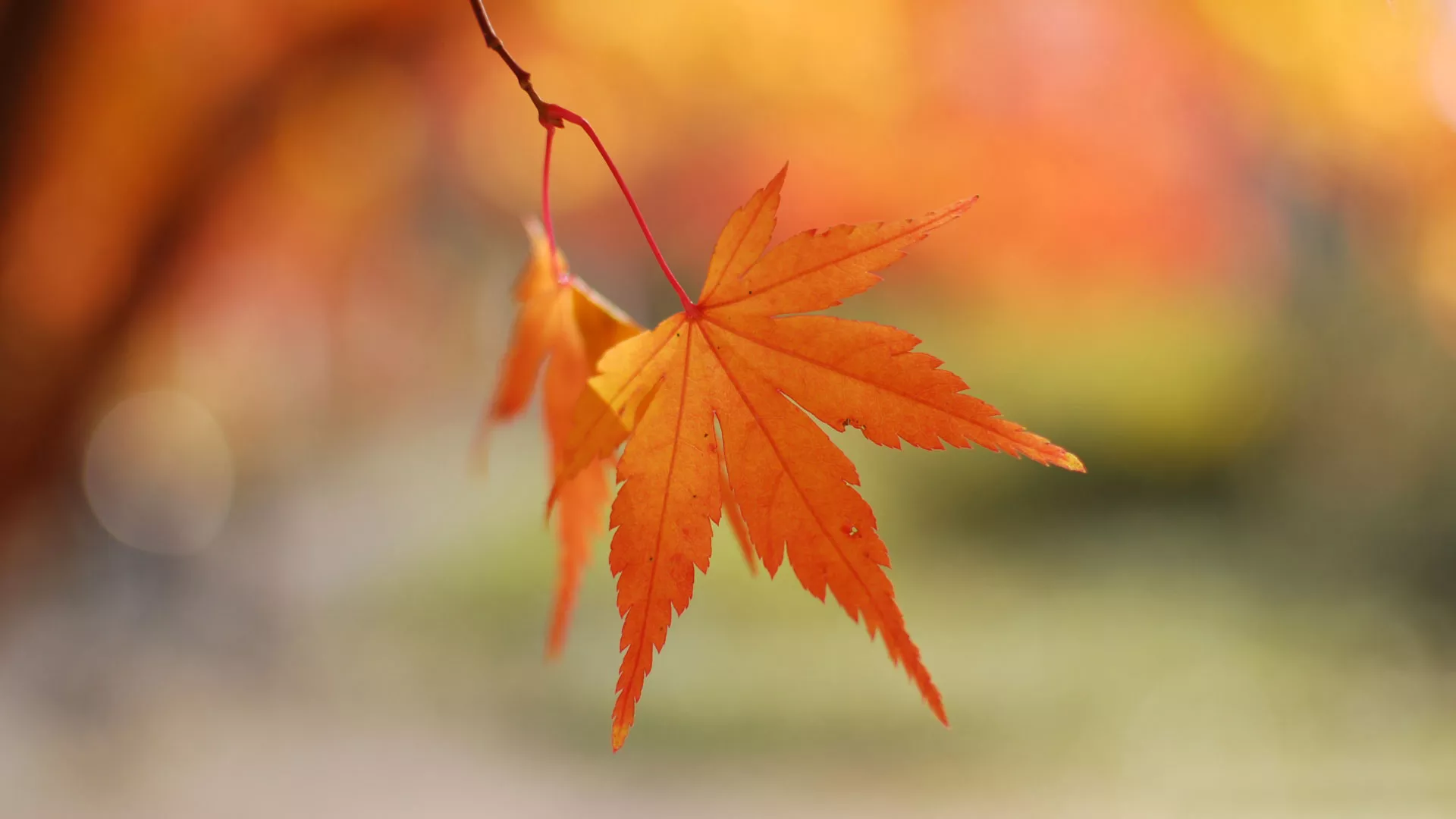 立秋是2023的几月几日，立秋吃什么？