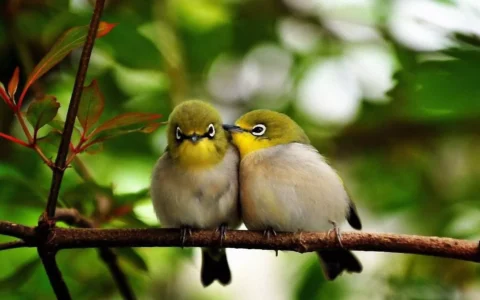 鸟叫声有哪些？160种鸟类声音大全