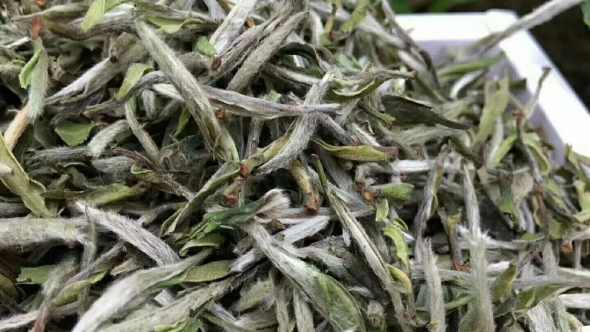 白茶是属于什么茶类？白茶的功效与作用