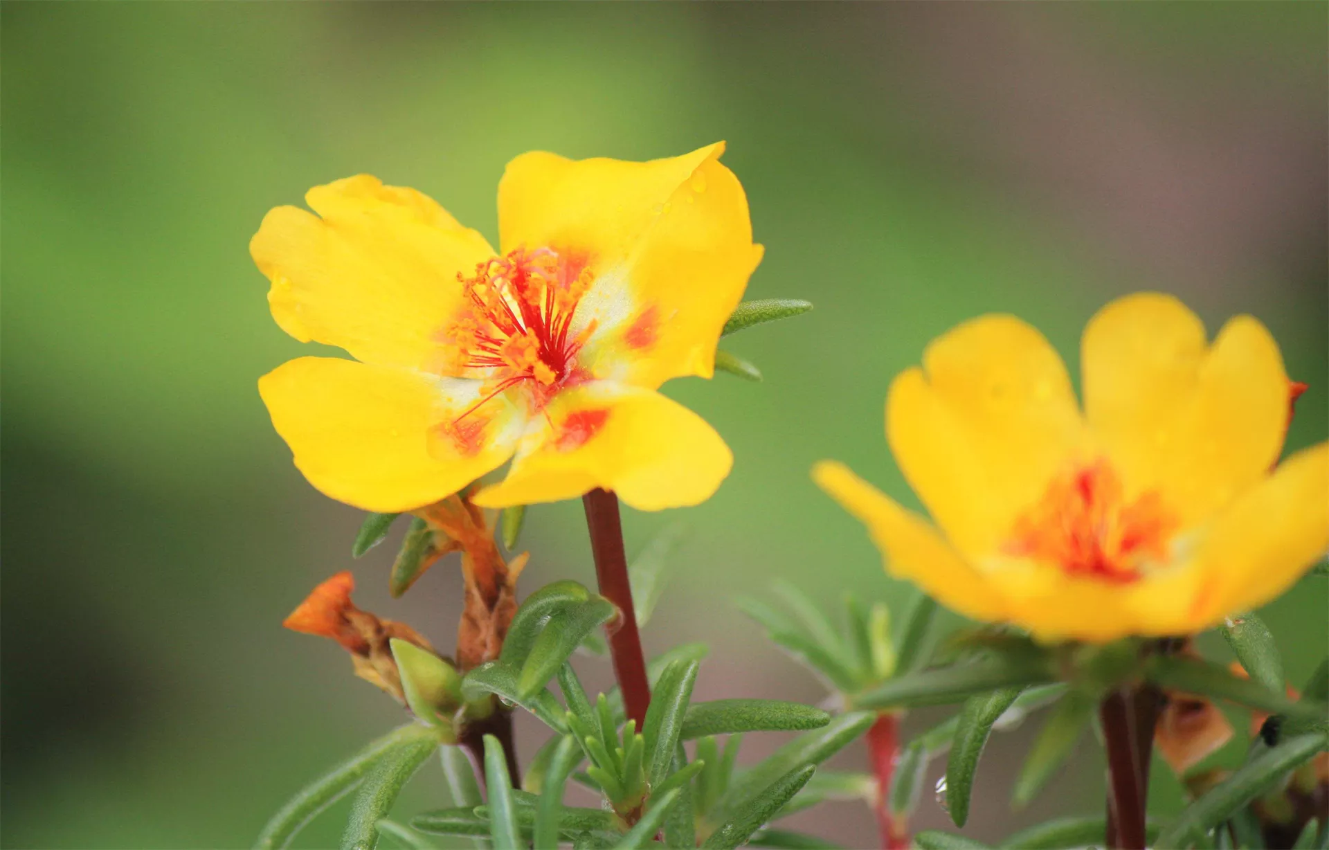 太阳花的图片大全大图，大花马齿苋的花瓣知识