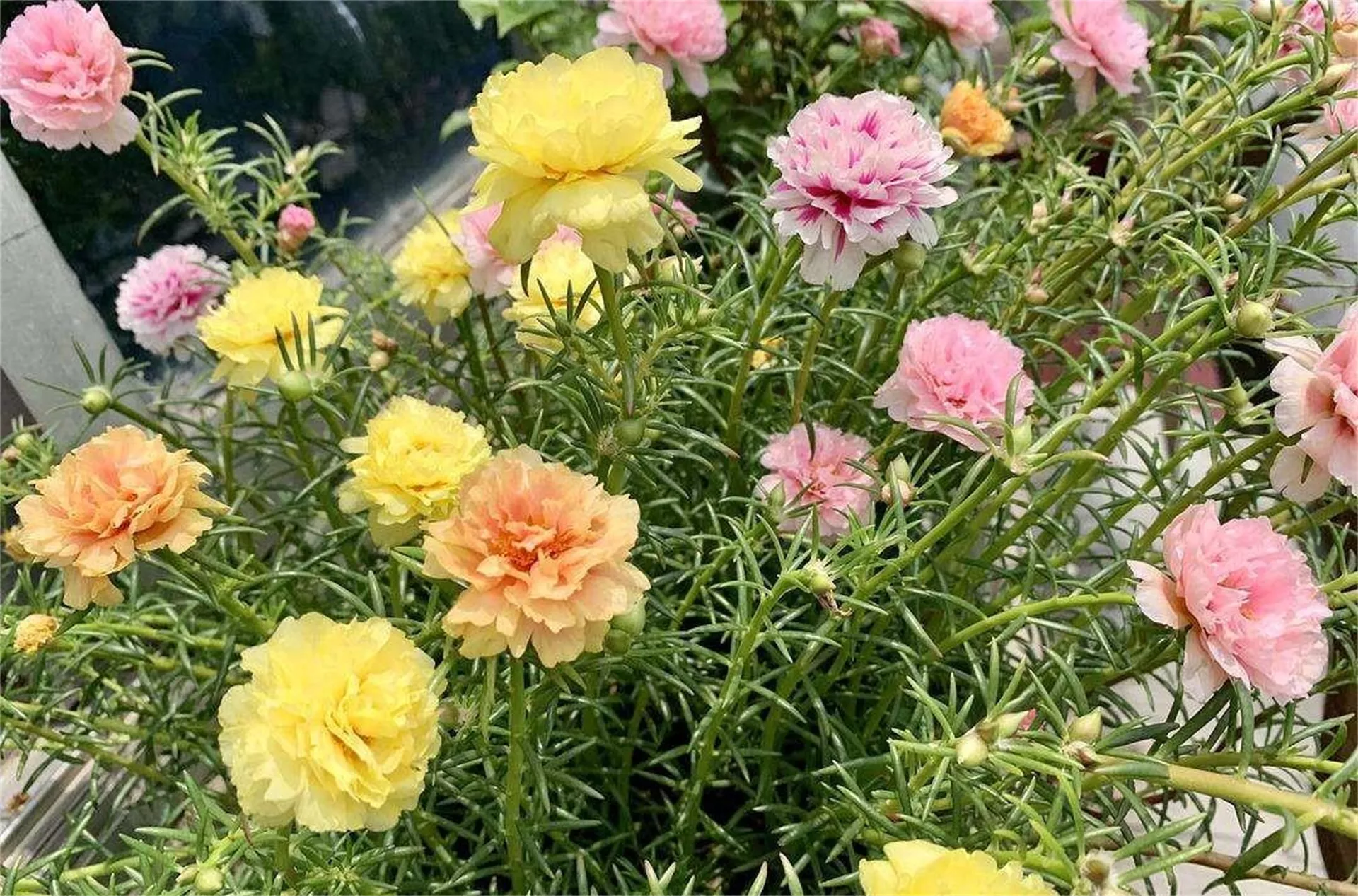 太阳花的图片大全大图，大花马齿苋的花瓣知识