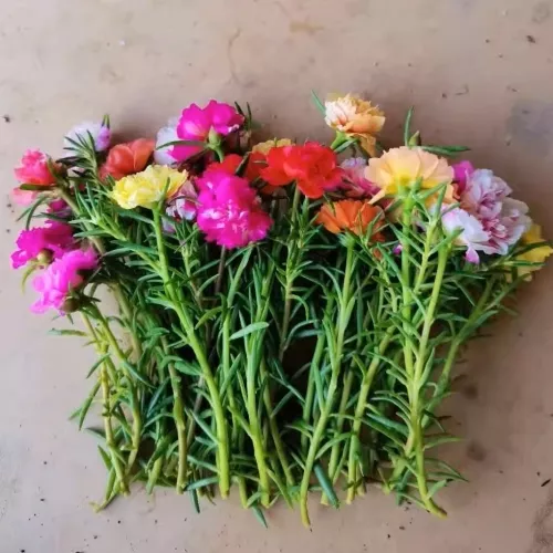 太阳花的图片大全大图，大花马齿苋的花瓣知识