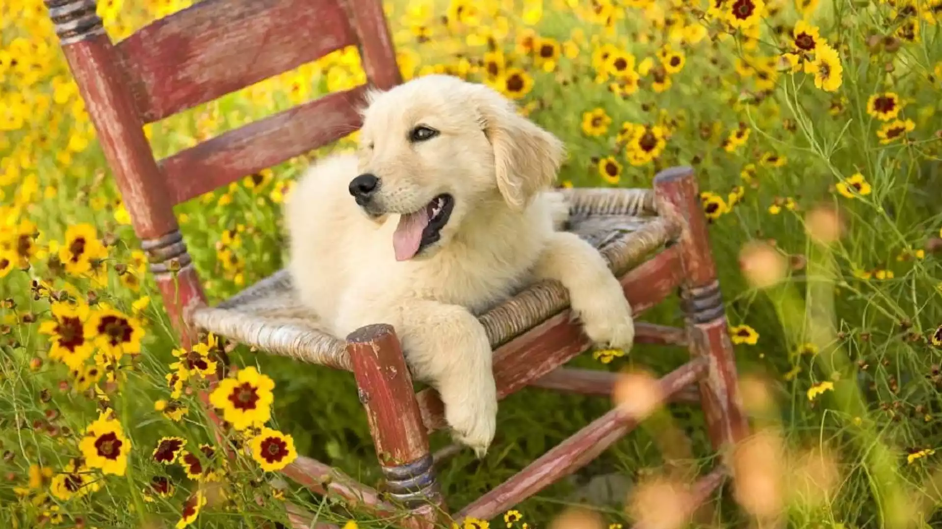 你的狗狗有多爱你?我来告诉你养狗到底有什么好处 你的狗狗有多爱你?我来告诉你养狗到底有什么好处